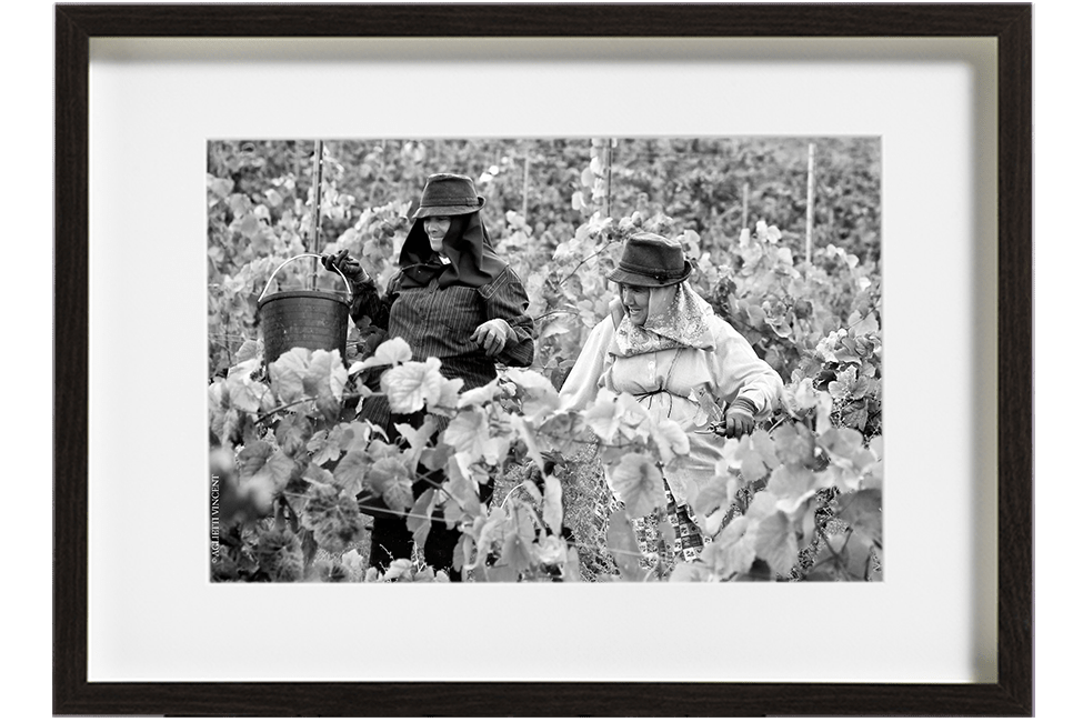 Dans les Vignes, les vendangeuses savourent la bonne humeur dont elles ont le secret malgré un travail difficile.