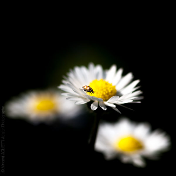 Ballade. Coccinelle se promenant sur des marguerites.