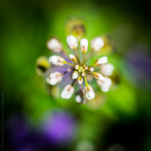 Boutons Blancs. Premiers boutons du printemps sur fond vert et mauve.