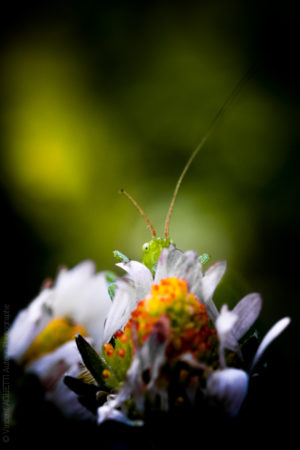 Cache Cache. Une petite sauterelle laisse dépasser un oeil derrière un bouton de marguerite.