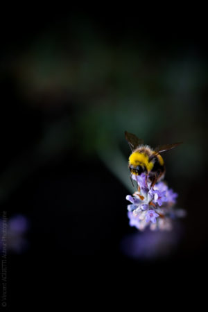 Dégustation. Un bourdon consciencieux déguste le nectar de lavande.