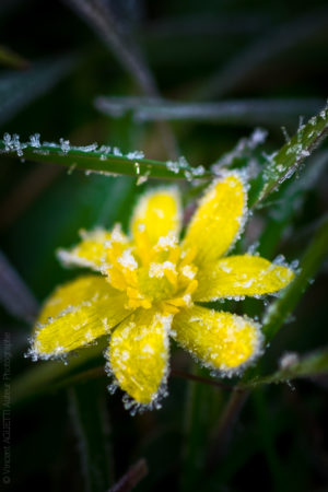 Dernier Gel. Un petite fleur jaune prise dans le givre.