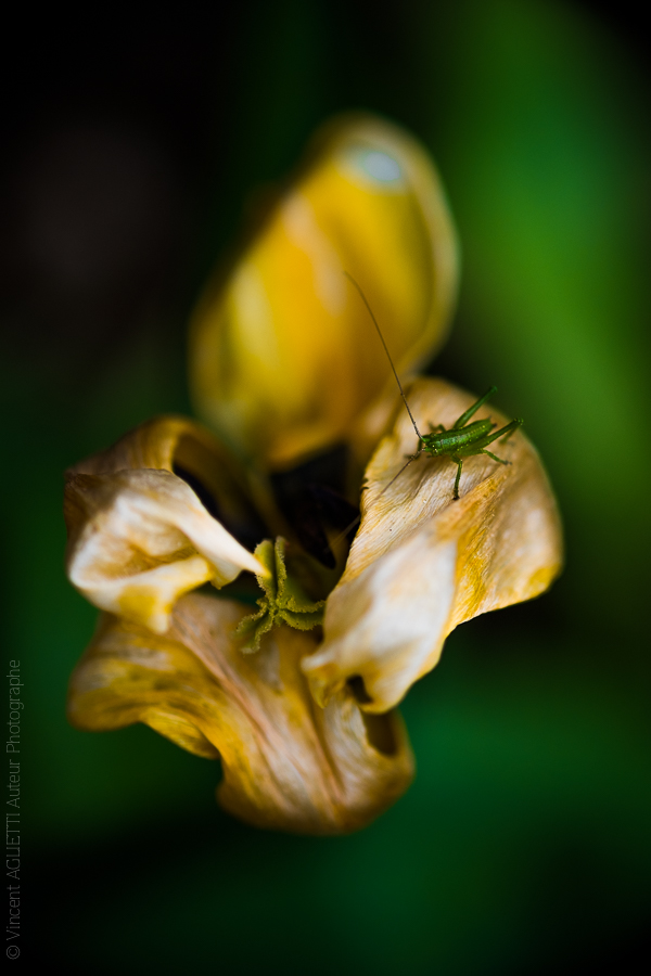 Visite. Tulipe desséchée visitée par une sauterelle.