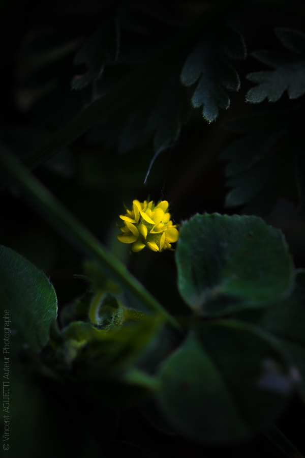 Petite Fleur. jaune mettant en lumière ses pétales dans une ambiance tropicale.