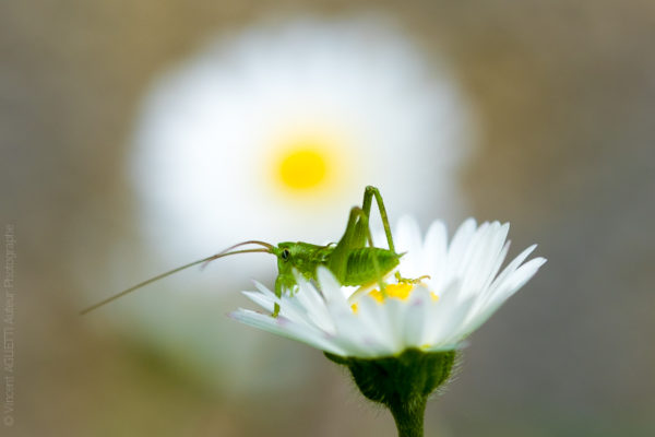 Marguerite. Une sauterelle posée sur une marguerite.