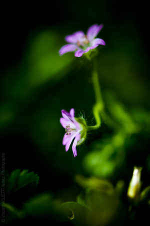 Mauve.Deux petites fleurs mauves sur fond noir.