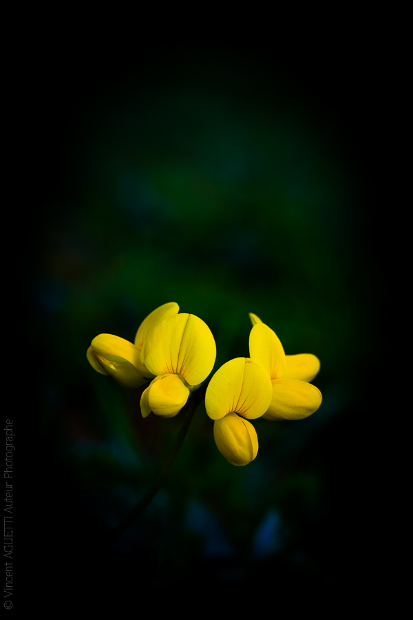 Pétales d'une petite fleur jaune sur fond noir.