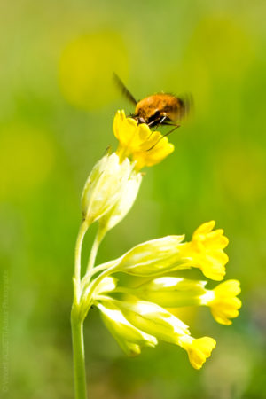 Plaisir du Printemps. Un Bombyle ivre de nectar accroché à un coucou.