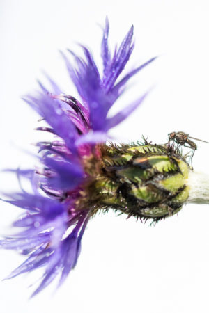 Revue de Printemps Corona Garden. Une mouche sur un bleuet sur fond blanc.