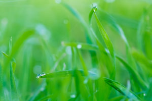 Rosée Verte.Brins d'herbes en contorsion recouverts de la rosée matinale.