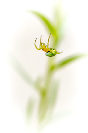 Spider Spider. Une araignée donnant l'impression de faire une chute sur le dos.