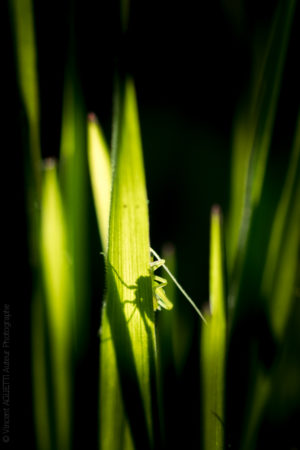 Strip-tease.L'ombre d'une sauterelle en contre jour derrière des herbes grasses.