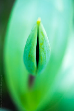 Tulipe.Un jeune tulipe encore fermée, donne un forme très inattendue.