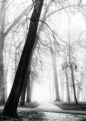 Galerie Brume de Bourgogne, Des arbres centenaires dans le parc de la Colombière.