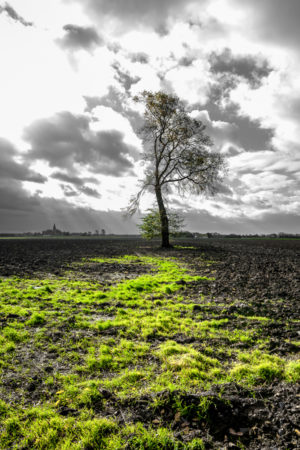 Un arbre dénudé au milieu d'un champs maltraité par le vent du Nord.