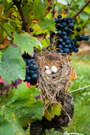 Pâques aux Vendanges. Un nid perdu dans les vignes de Nuits Saint Georges en Bourgogne.