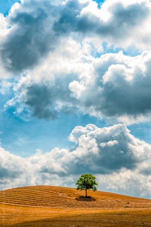 Plant&eacute; L&agrave;. Un arbre dans un champ de l'Aude sous un ciel d'&eacute;t&eacute;.