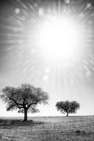 Plein Soleil. A une heure ou la sieste s'impose, les paysages de l'Alentejo font le show.