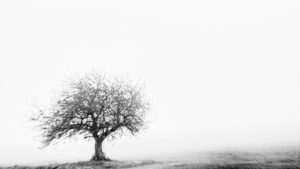 Petit Gevrey. Dans l'hiver matinal de Gevrey, un arbre frissonnant dans son champ.