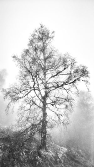 L'Auxois. Dans la brume certaines formes nous surprennent.