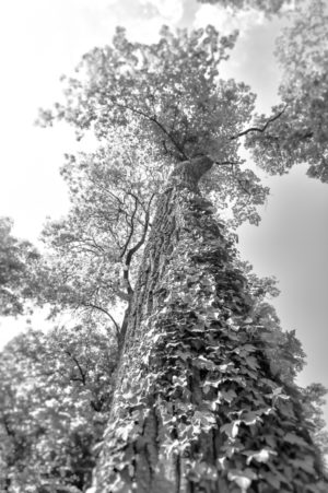 Géant de Bois. Un arbre centenaire dans un parc tutoyant le ciel.