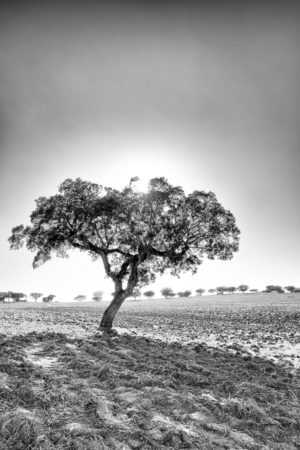 Champ de liège. Un décor typique de l'Alentejo, les champs de chêne liège