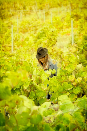 Vignes du Sud. Une vendangeuse dans un océan de vigne.