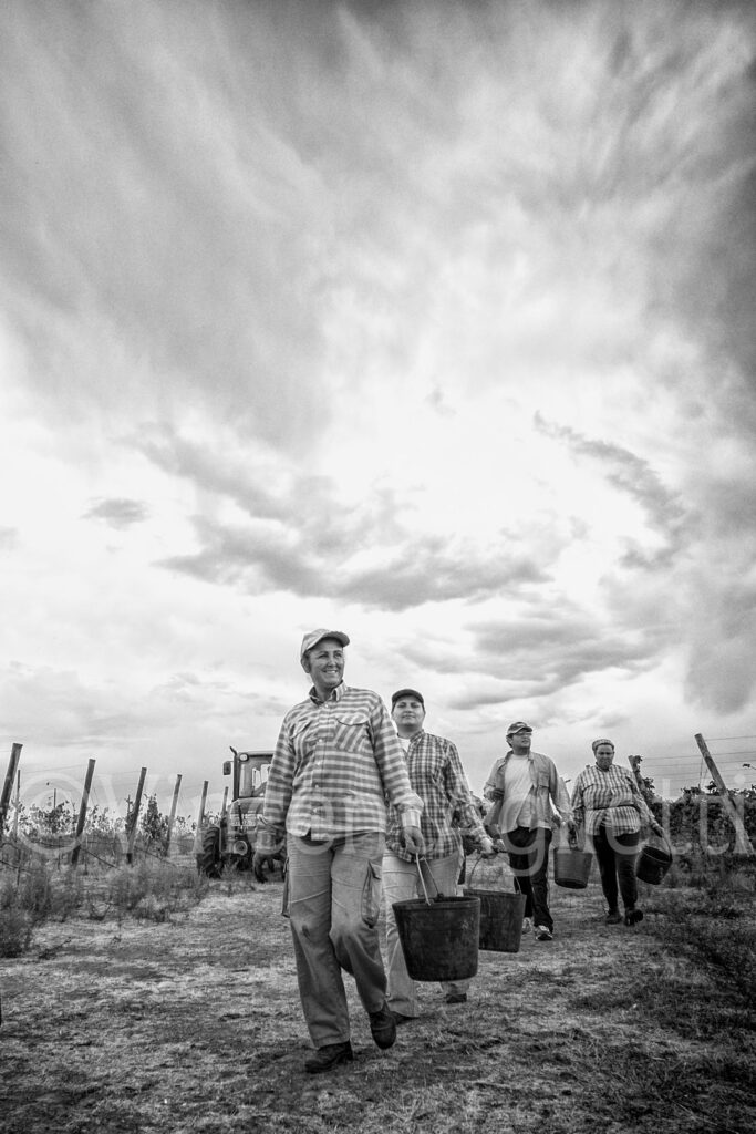 Vendangeurs revenant des vignes sous un ciel d'orage près d'Évora dans l'Alentejo au Portugal