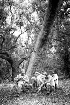 Vendangeurs faisant une pause sous un chêne-liège pendant les vendanges près d'Évora, en Alentejo.