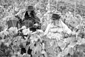 Deux vendangeuses récoltant le raisin dans les vignobles d'Évora, région de l'Alentejo.