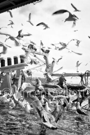 Nuée de goélands autour des chalutiers lors du retour de pêche dans le port de Sines au Portugal.