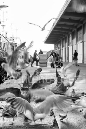Photographie en noir et blanc des quais du port de Nazaré au Portugal avec des goélands et des pêcheurs déchargeant les bateaux.
