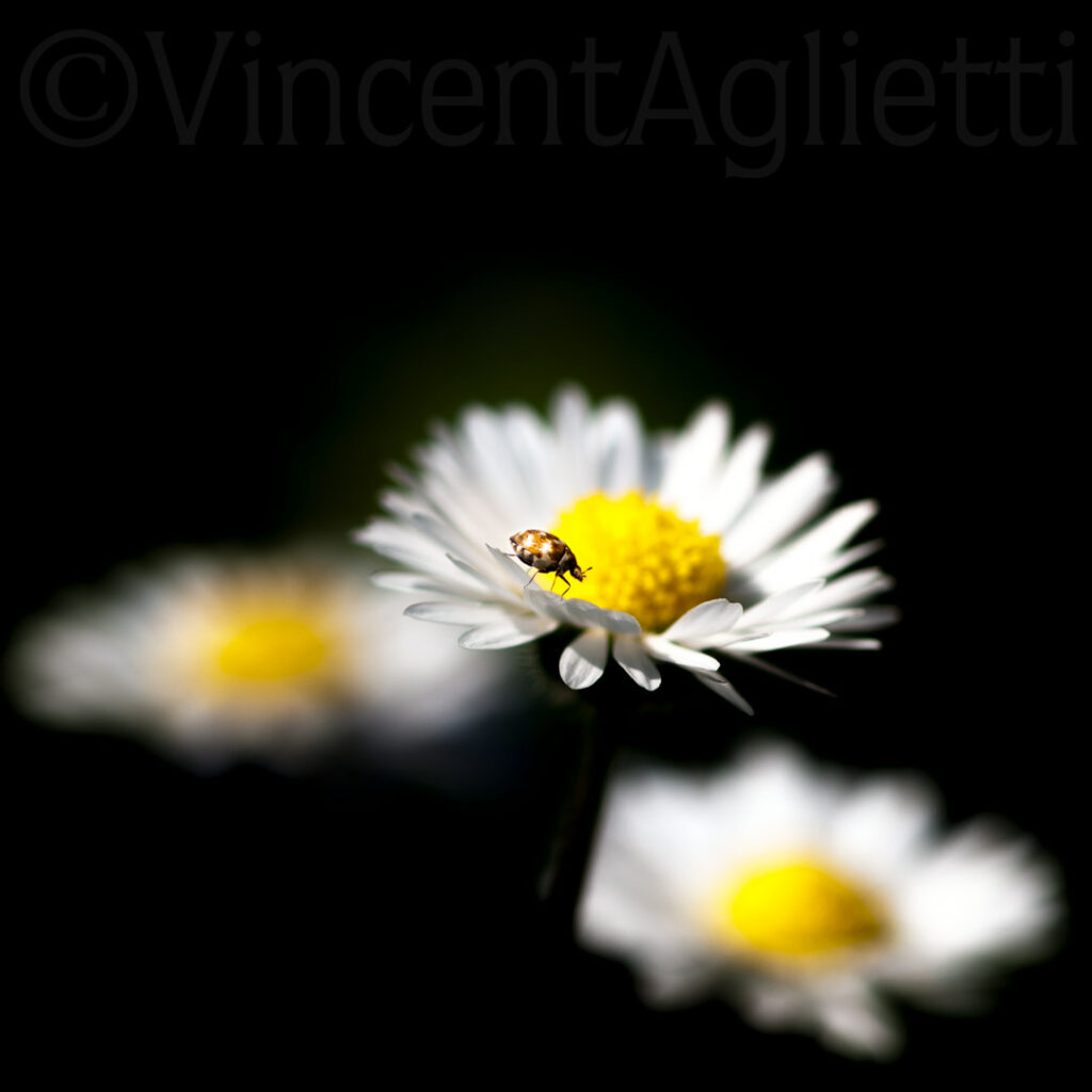 Petit insecte posé au cœur d’une pâquerette dans un jardin