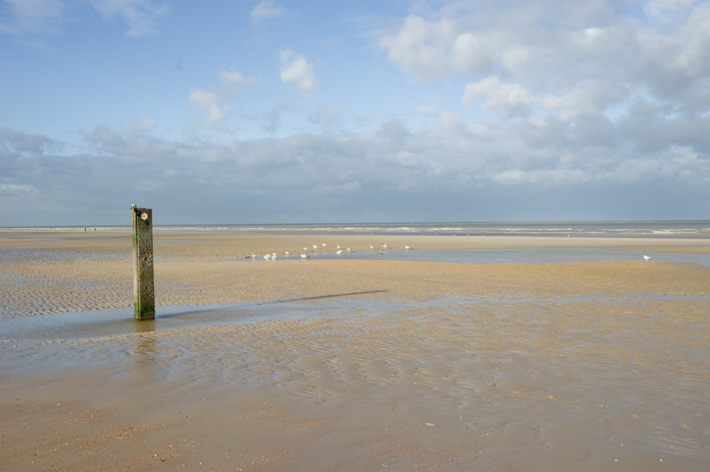 Plage à marée basse avec poteau et oiseaux sur la côte belge