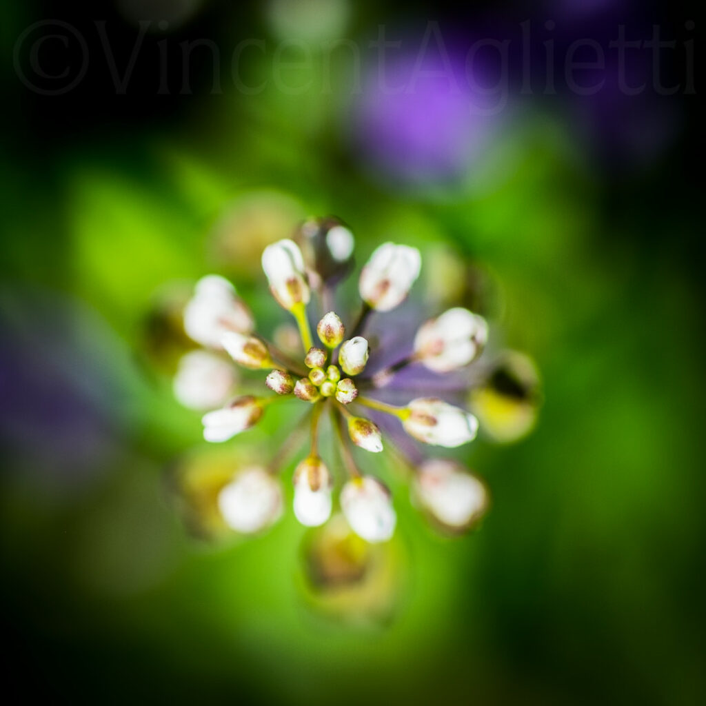 Petite fleur blanche photographiée dans un jardin sur fond vert et mauve