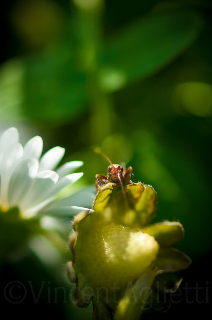 Petit grillon apparaissant derrière une plante au milieu d’un jardin