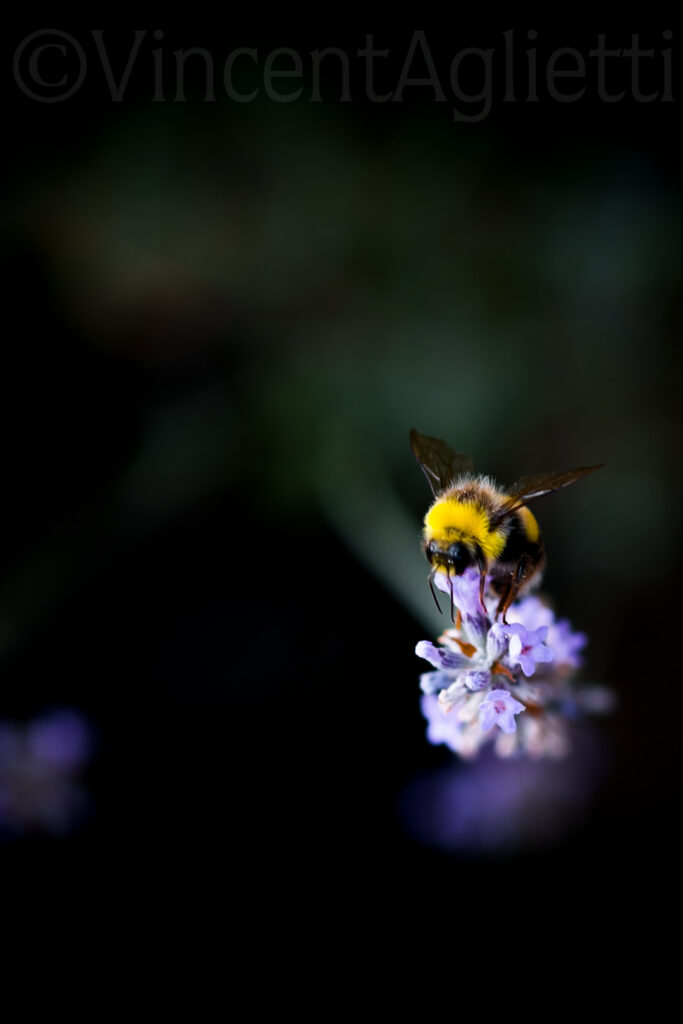 Bourdon butinant une fleur de lavande dans un jardin