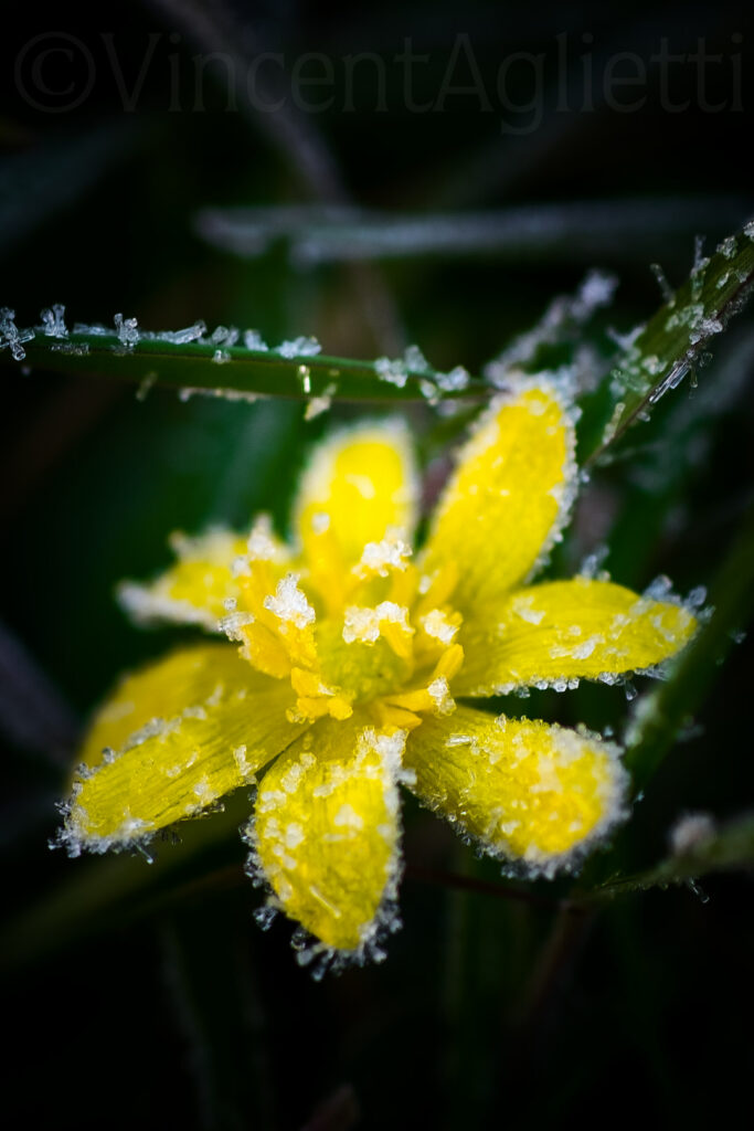Petite fleur jaune couverte de cristaux de givre dans un jardin