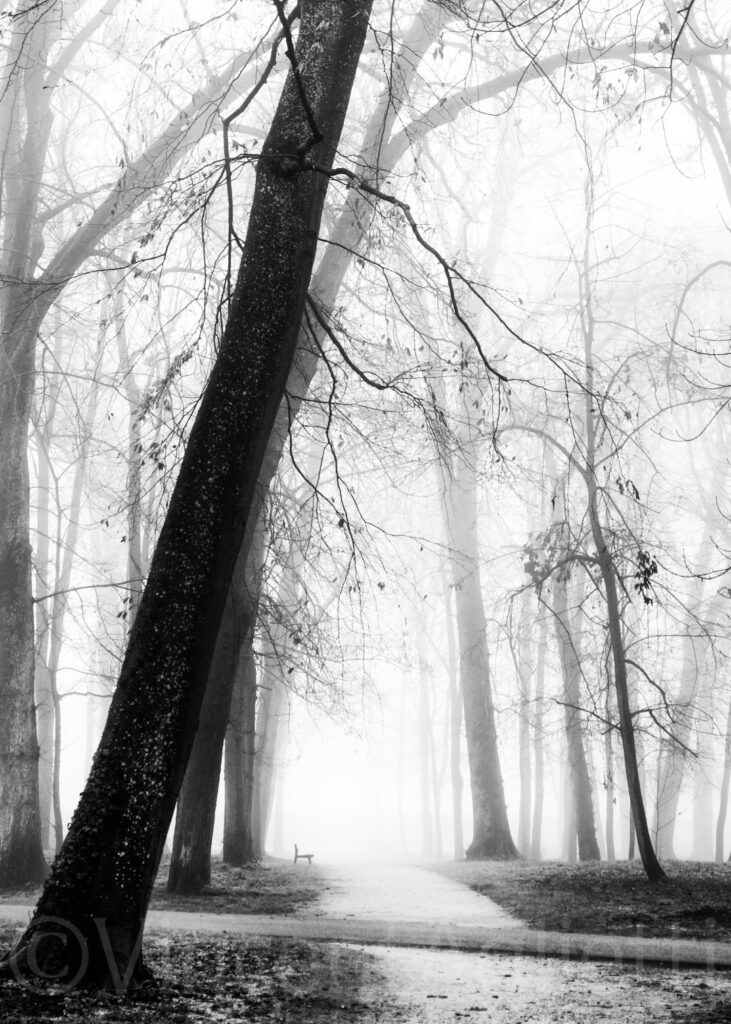 Arbres centenaires du parc de la Colombière à Dijon en noir et blanc