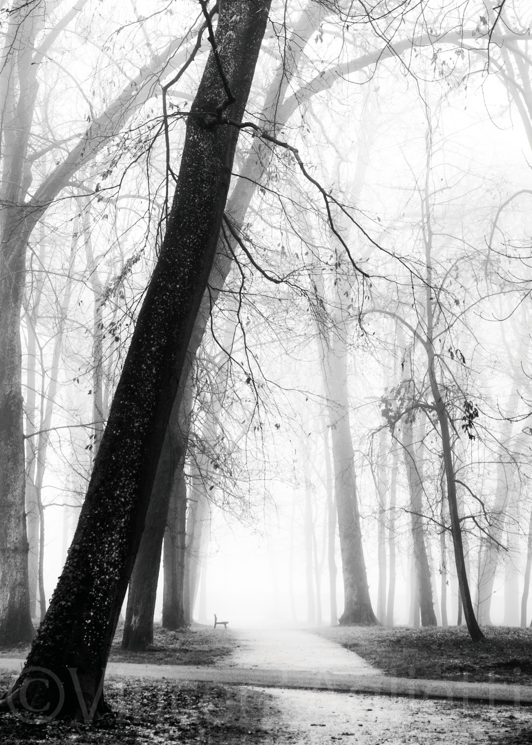 Arbres centenaires du parc de la Colombière à Dijon en noir et blanc