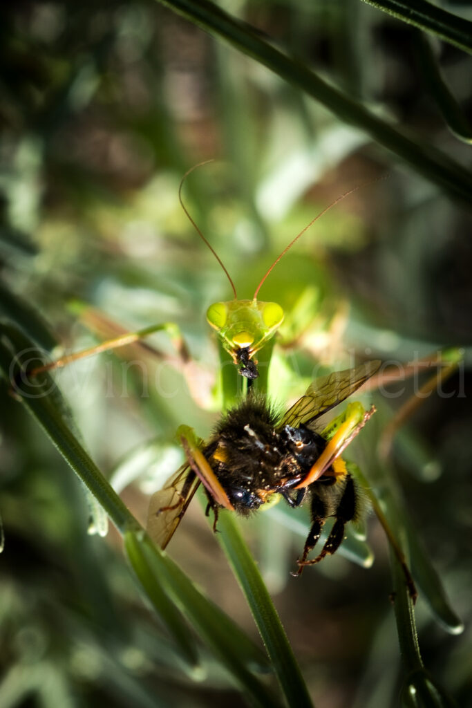 Mante religieuse capturant un bourdon au milieu des herbes d’un jardin