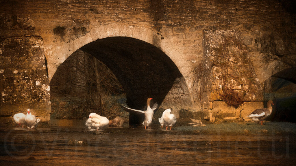 Oies au bord de l’eau sous un pont de pierre à Sainte-Marie-sur-Ouche