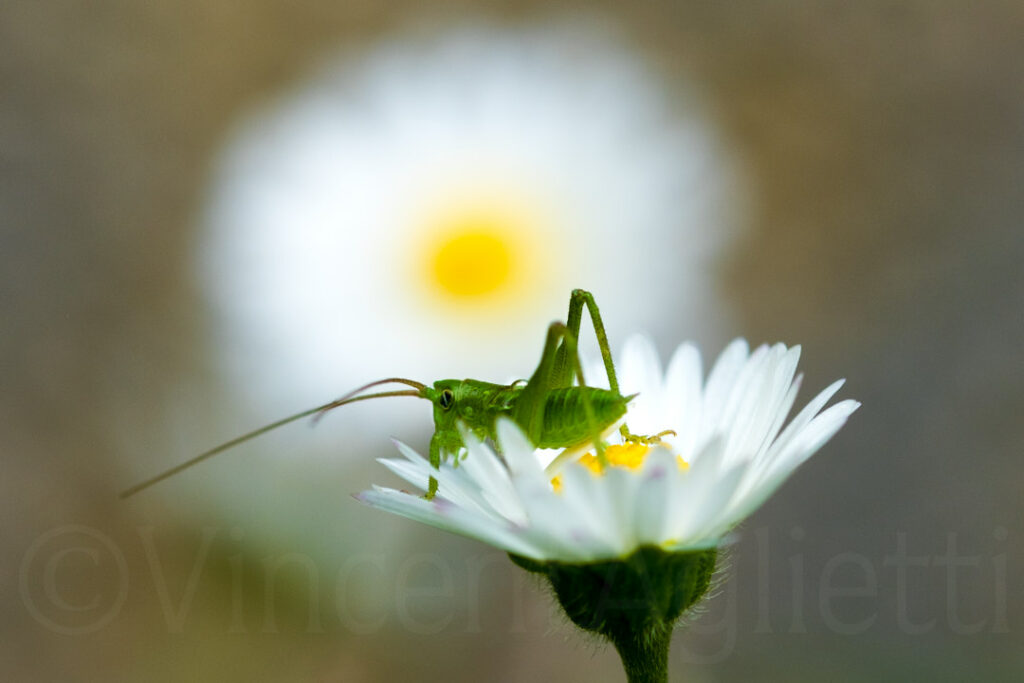 Sauterelle verte posée sur une pâquerette blanche dans un jardin