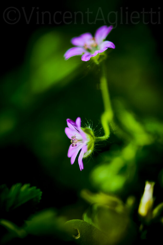 Deux petites fleurs mauves éclairées sur un fond végétal sombre