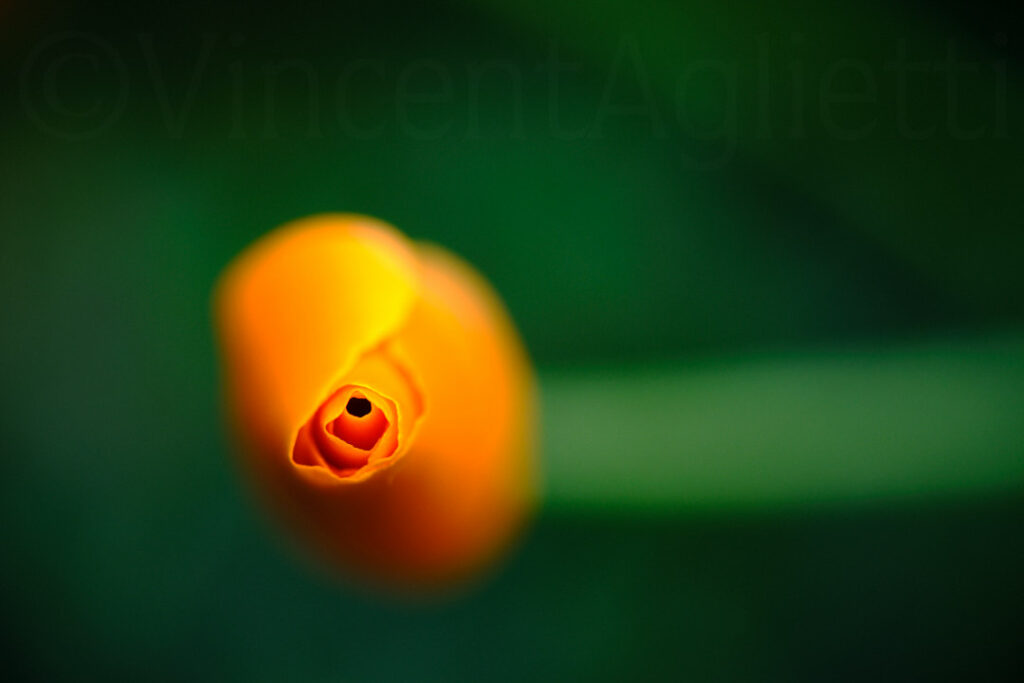 Bouton orange de pavot de Californie sur un fond vert sombre