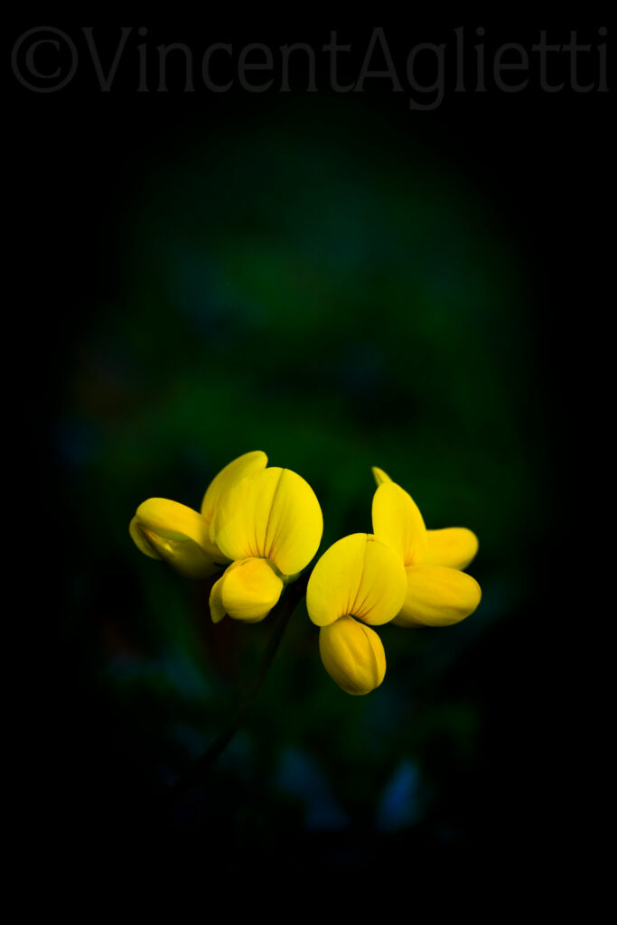 Petites fleurs jaunes éclairées sur un fond végétal sombre