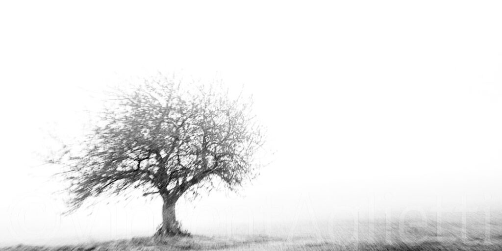 Arbre solitaire dans un champ d’hiver à Gevrey-Chambertin en noir et blanc