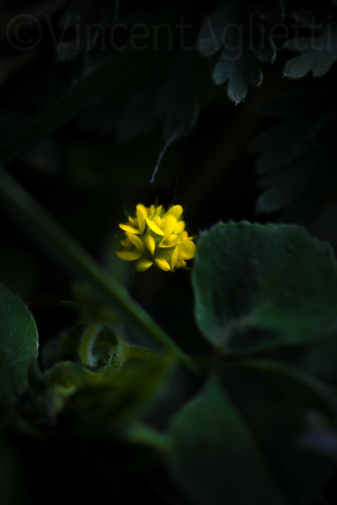 Petite fleur jaune éclairée au milieu d’un feuillage sombre dans un jardin