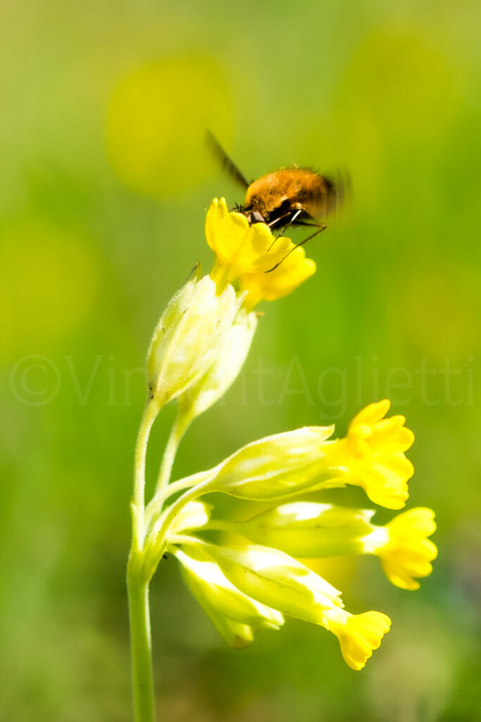 Bombylie butinant une fleur jaune de coucou dans un jardin au printemps