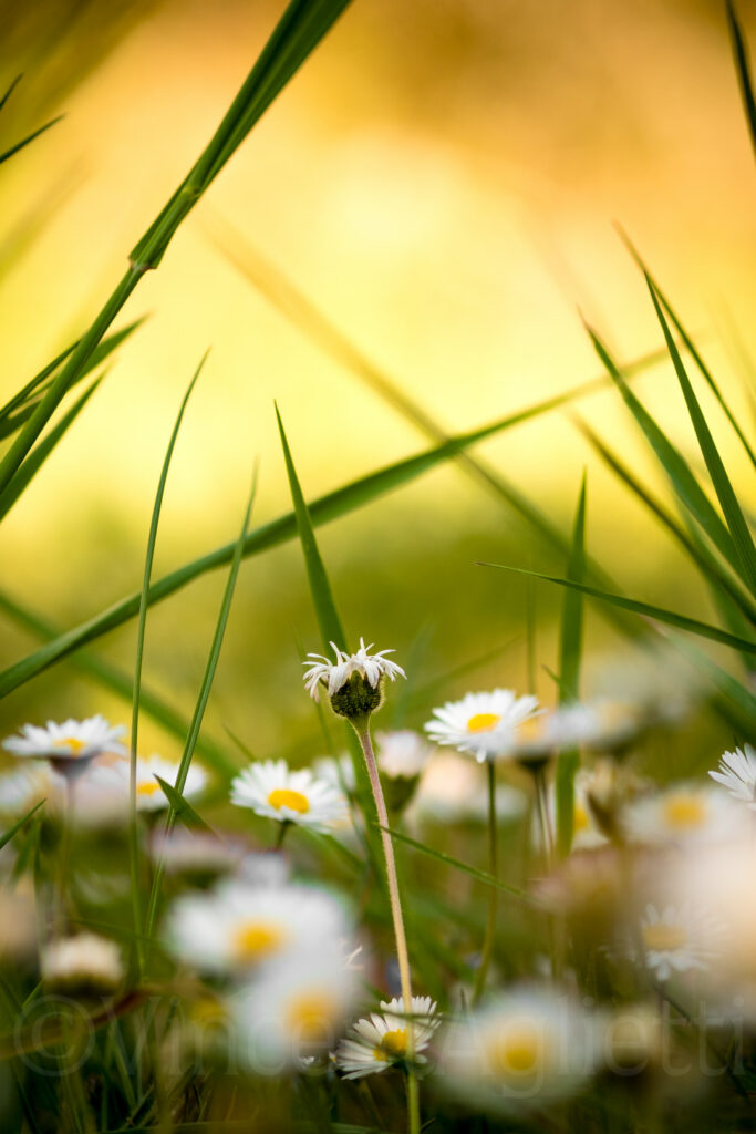 Pâquerette aux pétales ébouriffés au milieu d’autres fleurs dans un jardin